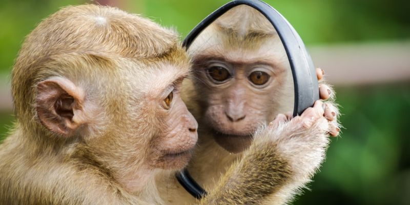 Giấc mơ bạn đang chăm một chú khỉ